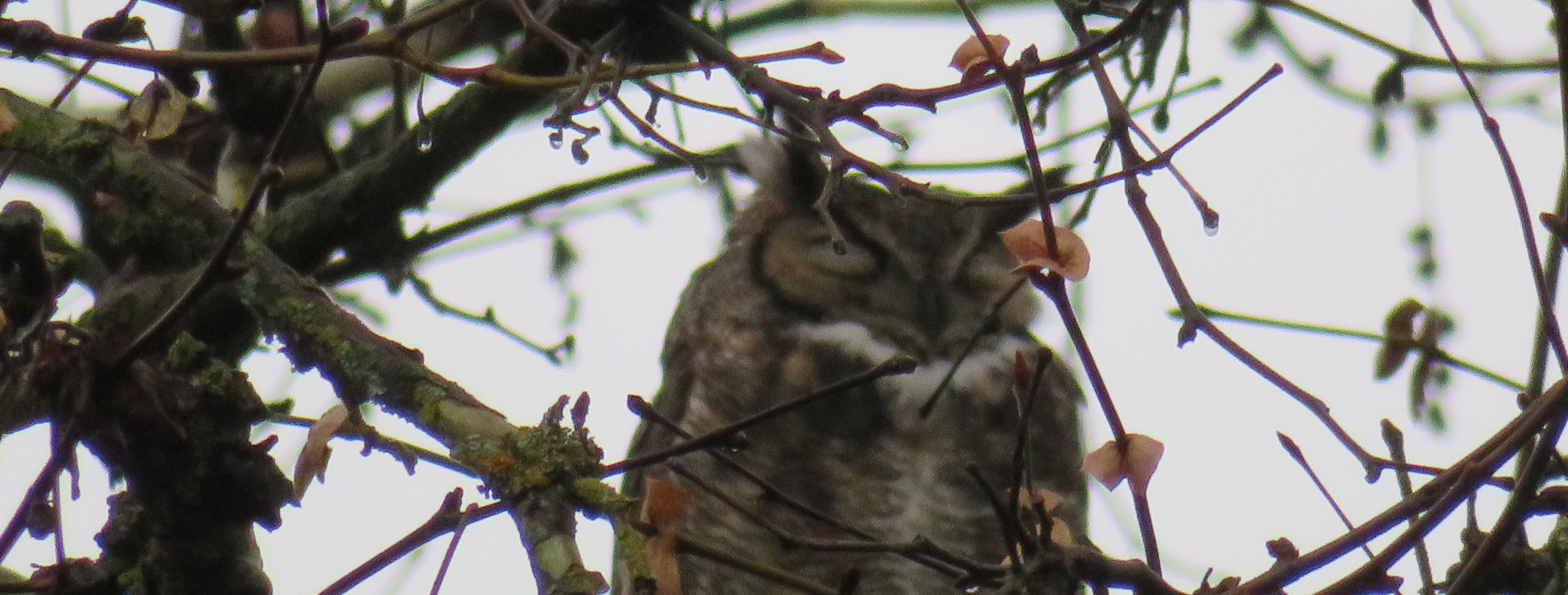 Great Horned Owl sitting in a Live Oak Tree